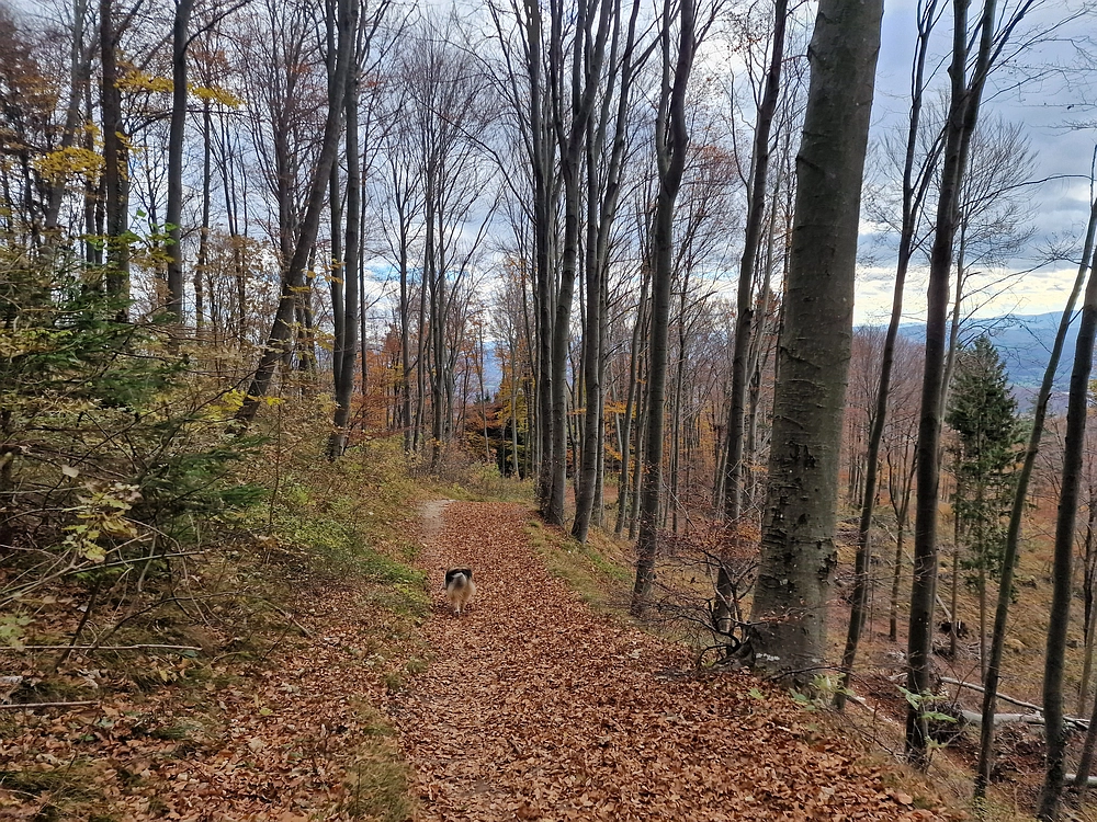 Donačka gora in Boč, 1. 11. 2025