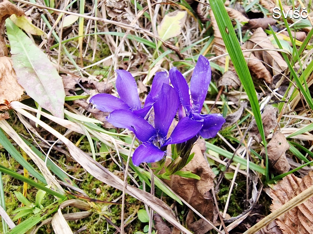 Žrebljev hrib, 15. 11. 2025