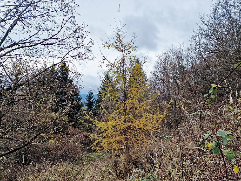 Žrebljev hrib, 15. 11. 2025