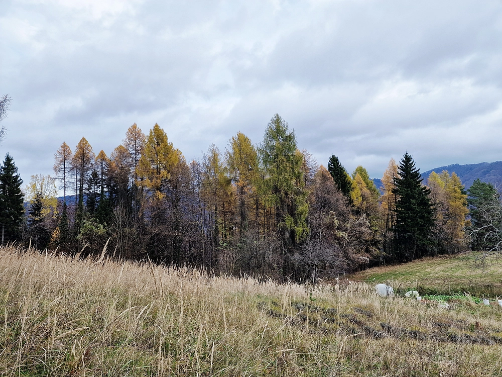 Žrebljev hrib, 15. 11. 2025