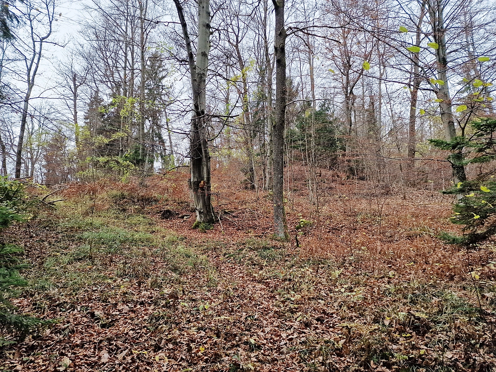 Žrebljev hrib, 15. 11. 2025