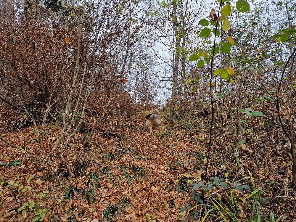 Žrebljev hrib, 15. 11. 2025