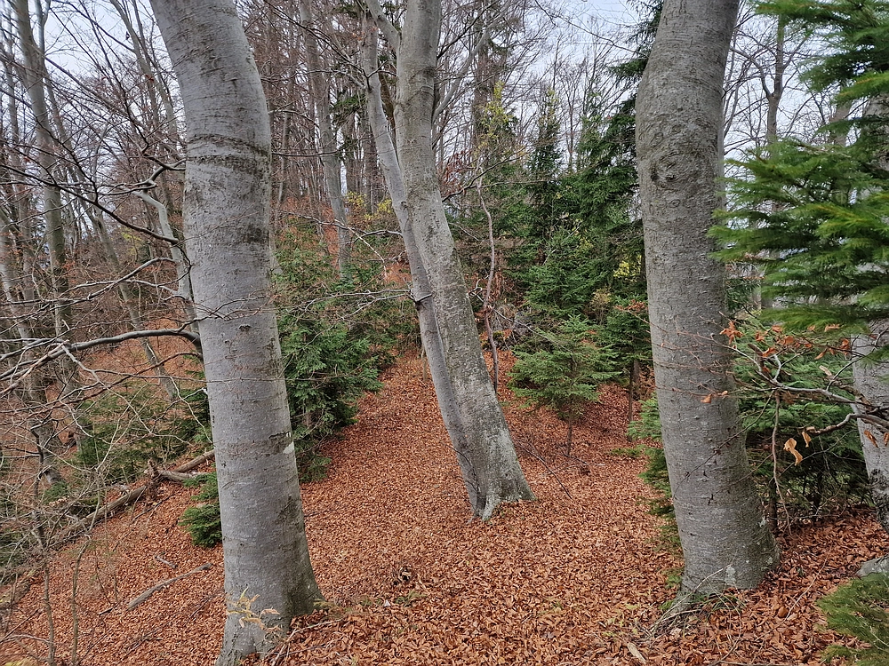 Žrebljev hrib, 15. 11. 2025