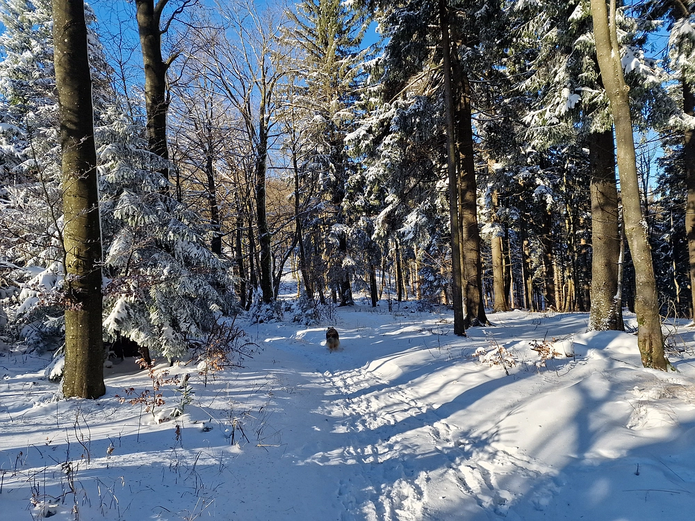 Vrhe - Čemšeniška planina, 23. 11. 2025