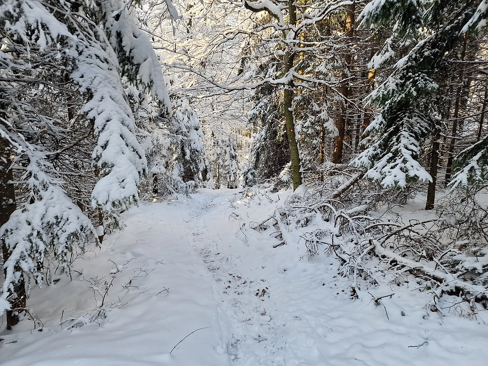Vrhe - Čemšeniška planina, 23. 11. 2025