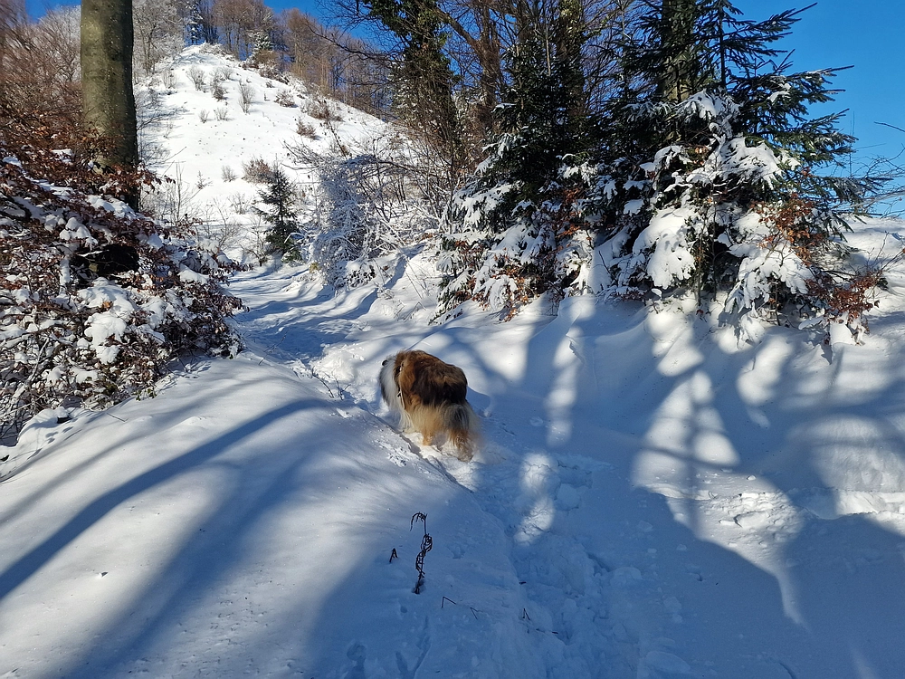 Vrhe - Čemšeniška planina, 23. 11. 2025