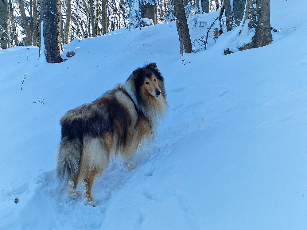 Vrhe - Čemšeniška planina, 23. 11. 2025