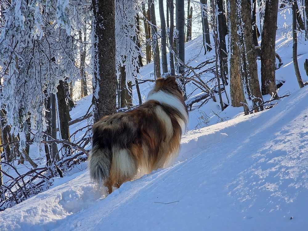Vrhe - Čemšeniška planina, 23. 11. 2025