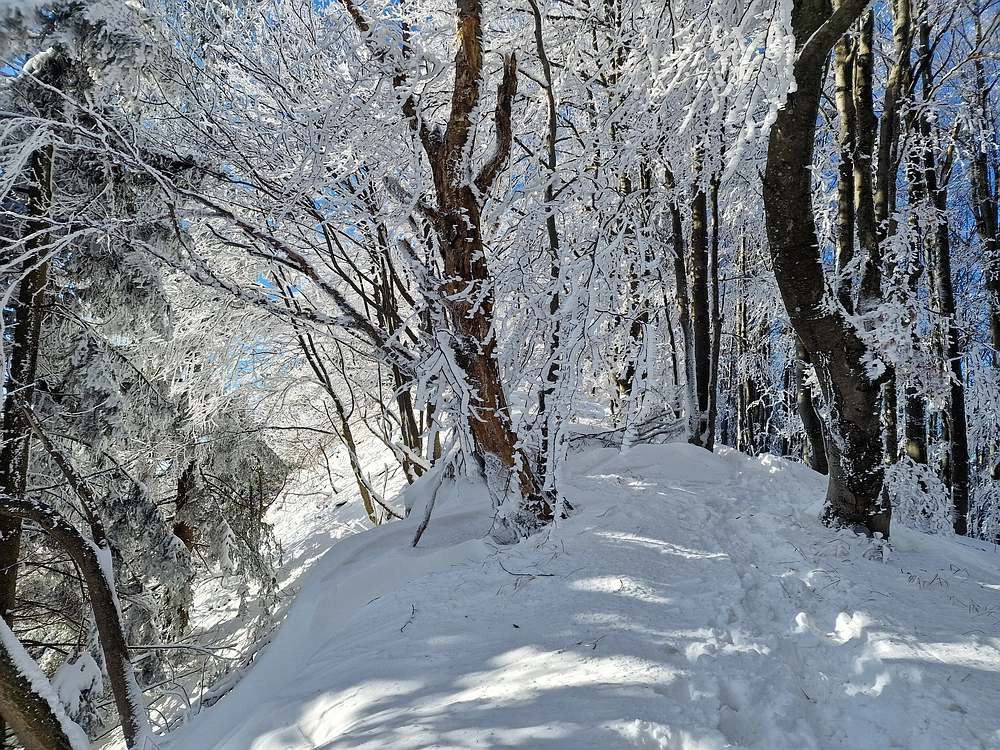 Vrhe - Čemšeniška planina, 23. 11. 2025