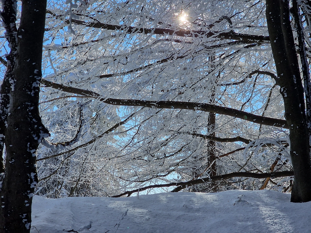 Vrhe - Čemšeniška planina, 23. 11. 2025