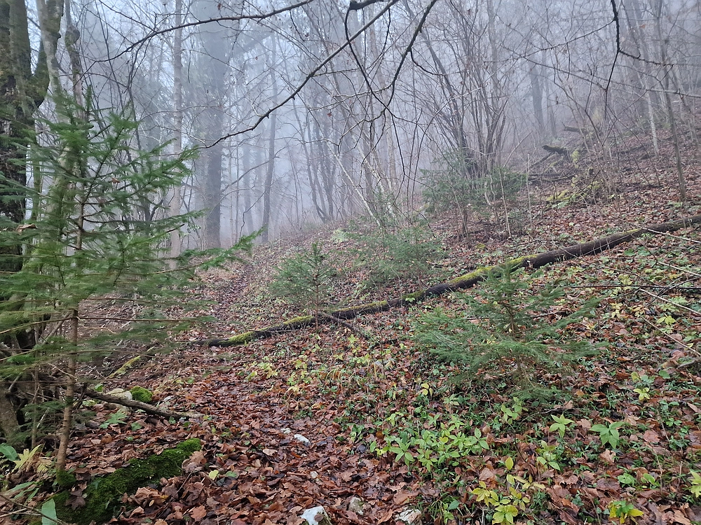 Ostrež, 7. 12. 2025