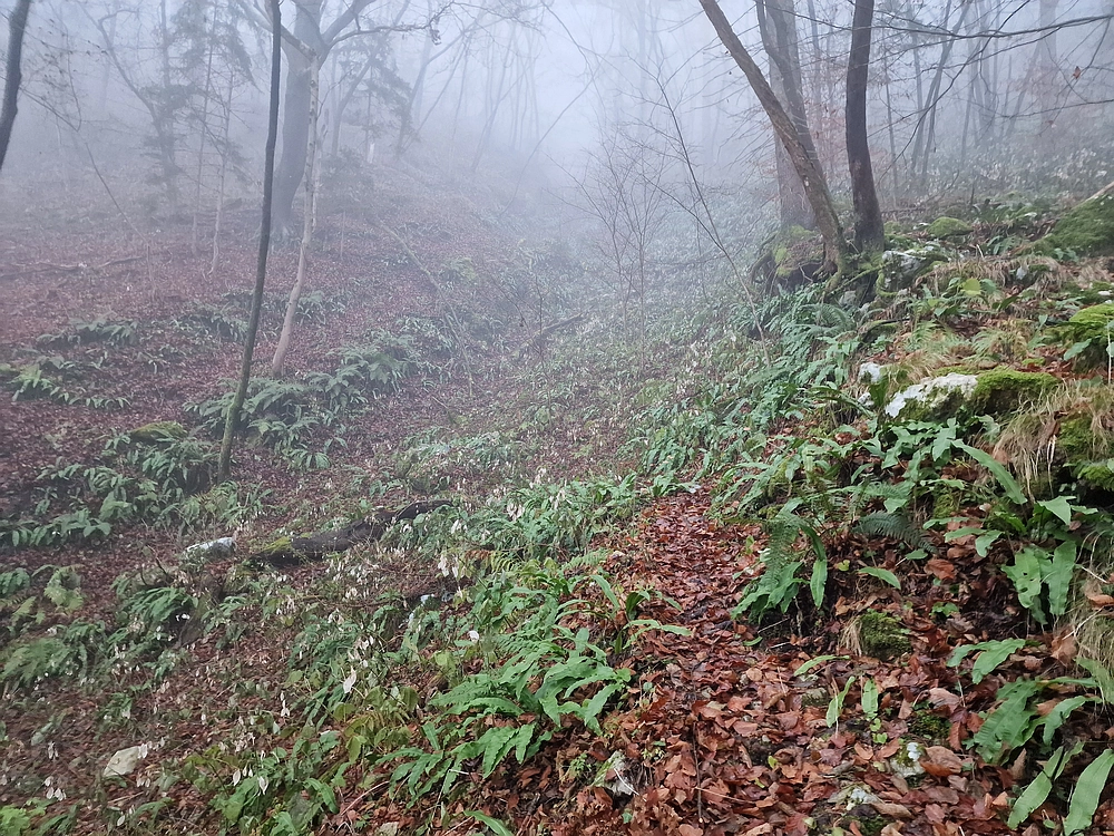 Ostrež, 7. 12. 2025