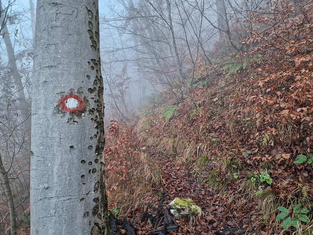 Ostrež, 7. 12. 2025