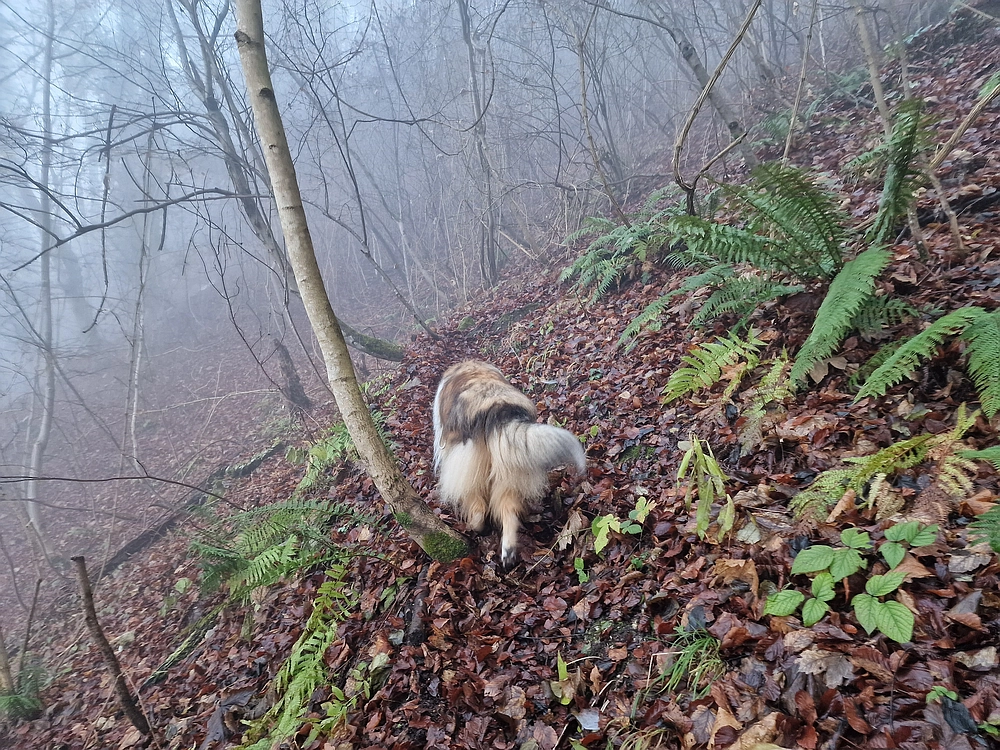 Ostrež, 7. 12. 2025