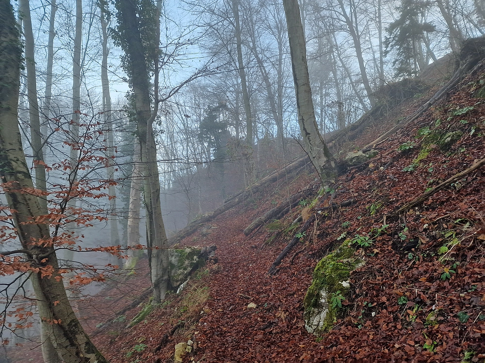 Ostrež, 7. 12. 2025