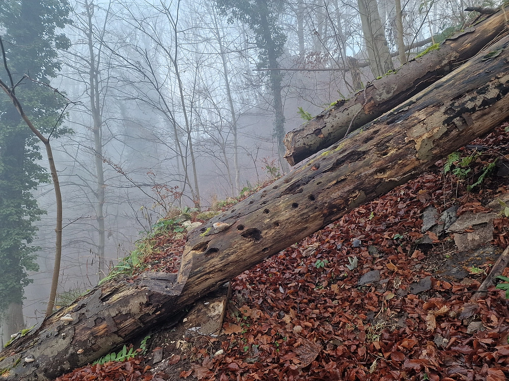 Ostrež, 7. 12. 2025