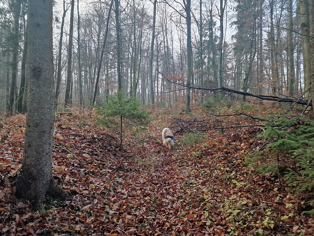 Ostrež, 7. 12. 2025