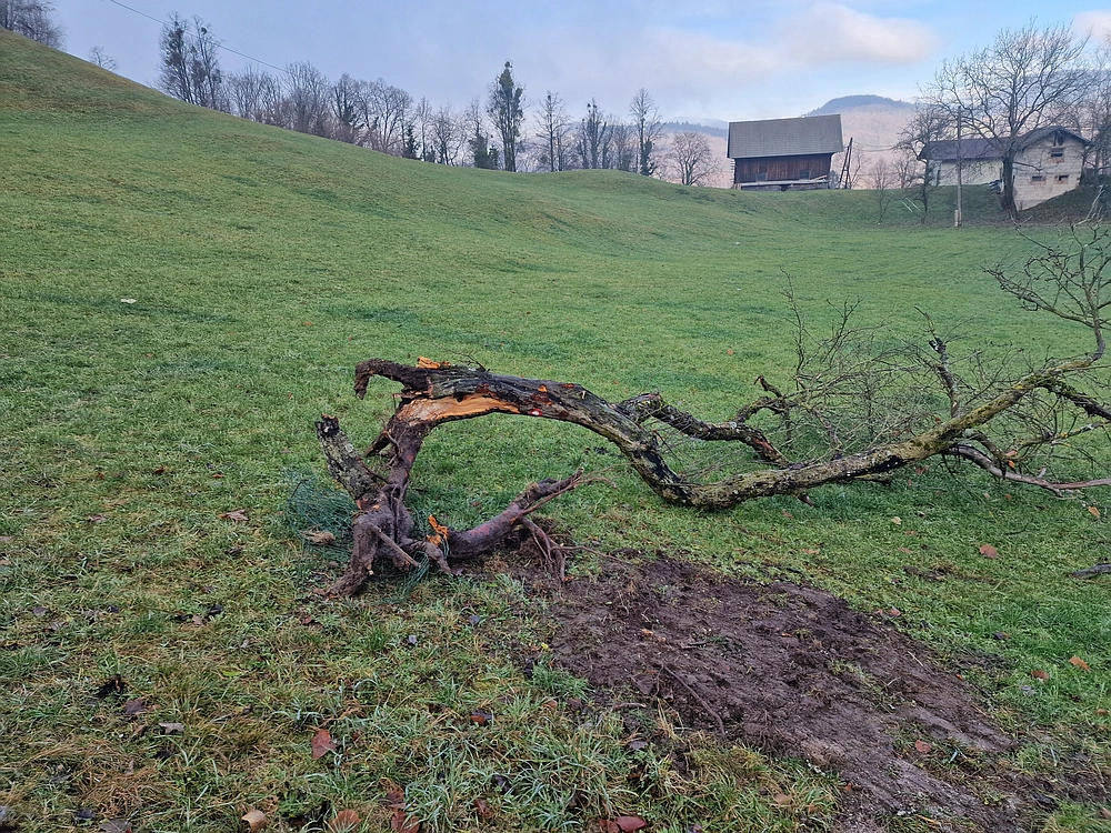 Ostrež, 7. 12. 2025