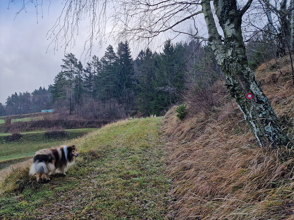 Ostrež, 7. 12. 2025