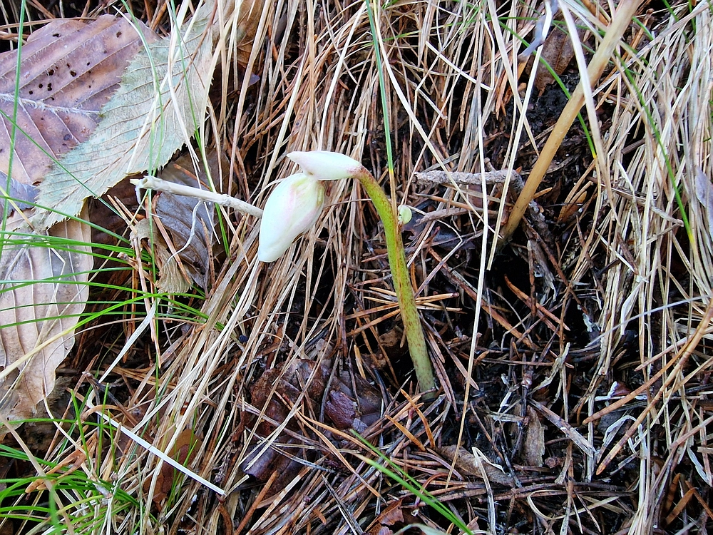 Ostrež, 7. 12. 2025