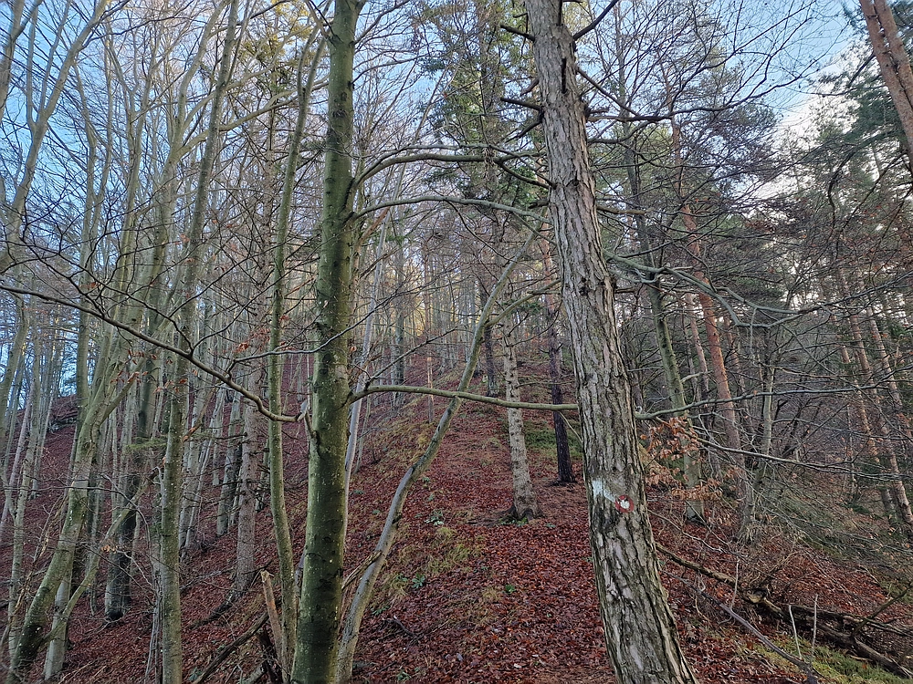 Ostrež, 7. 12. 2025