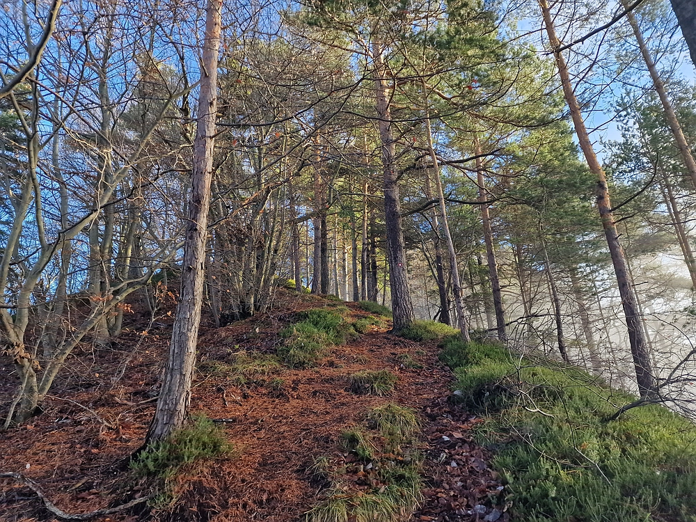 Ostrež, 7. 12. 2025