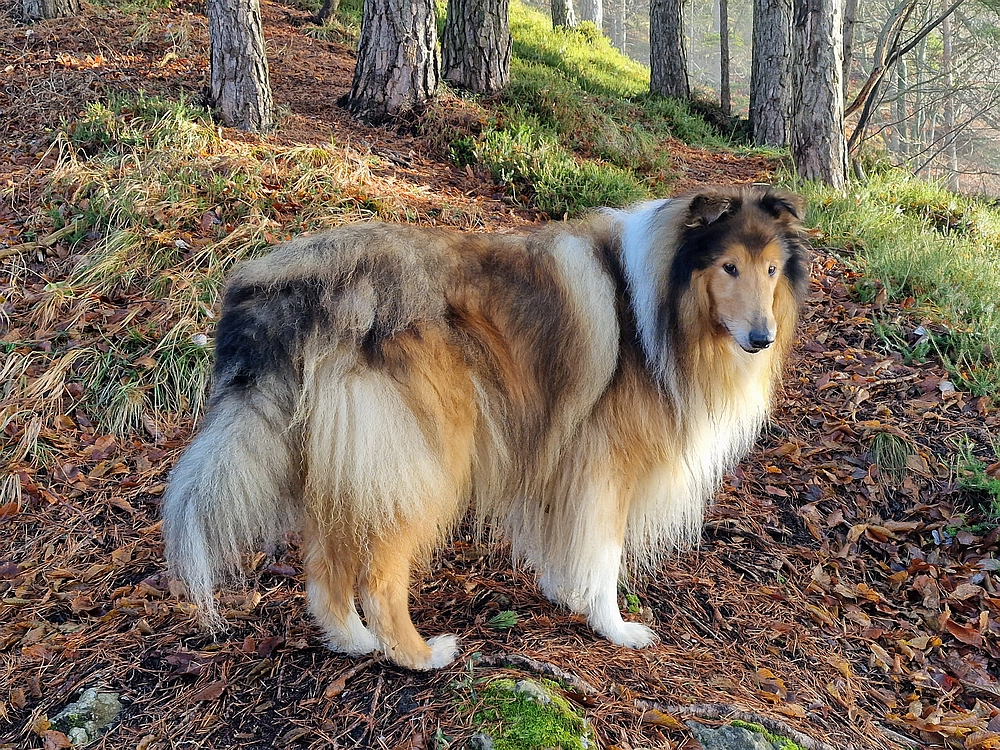 Ostrež, 7. 12. 2025