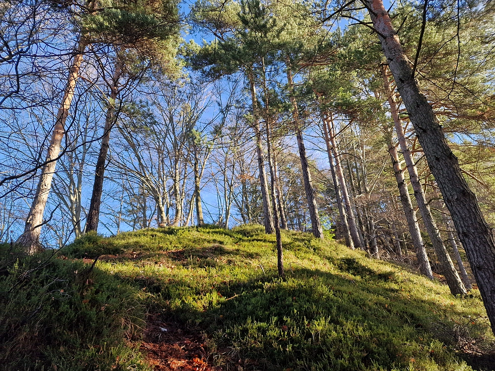 Ostrež, 7. 12. 2025
