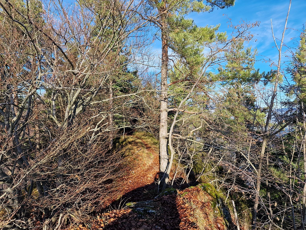 Ostrež, 7. 12. 2025