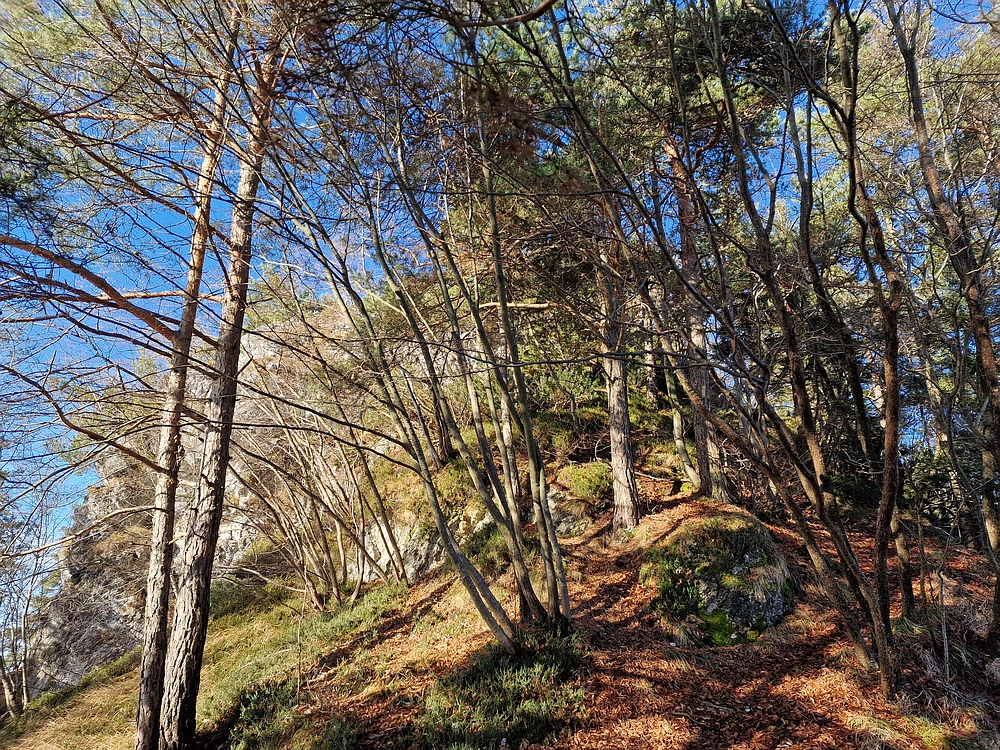 Ostrež, 7. 12. 2025