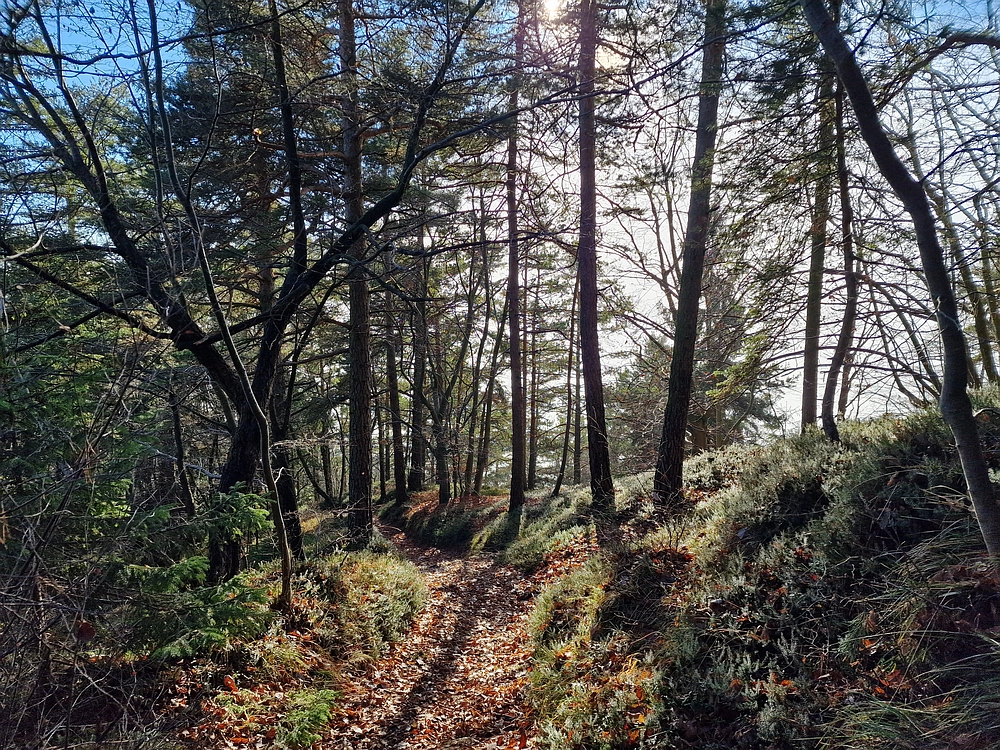 Ostrež, 7. 12. 2025