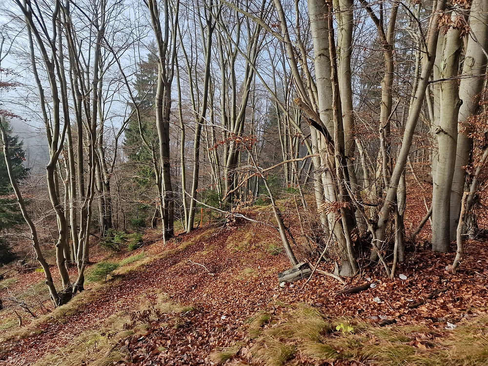 Ostrež, 7. 12. 2025