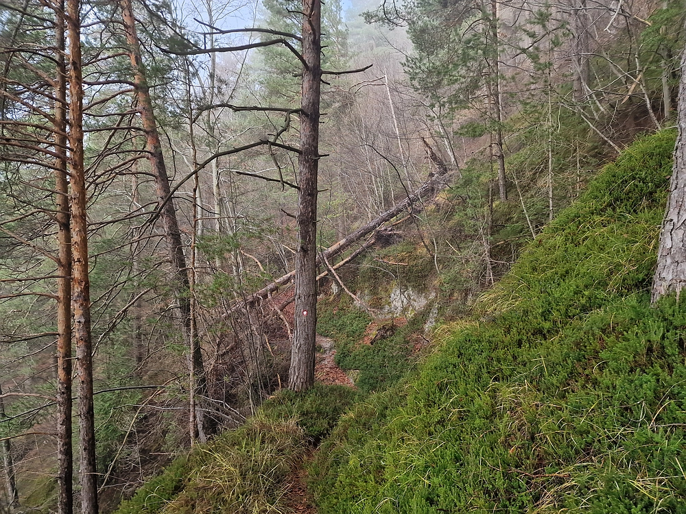 Ostrež, 7. 12. 2025