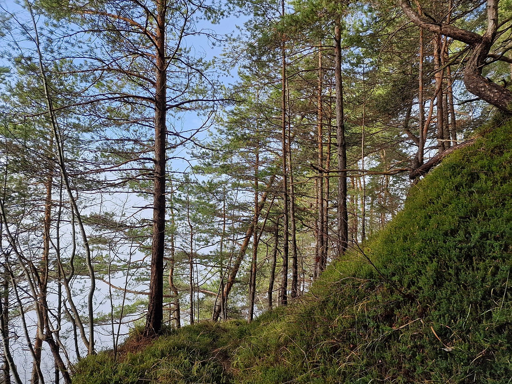 Ostrež, 7. 12. 2025