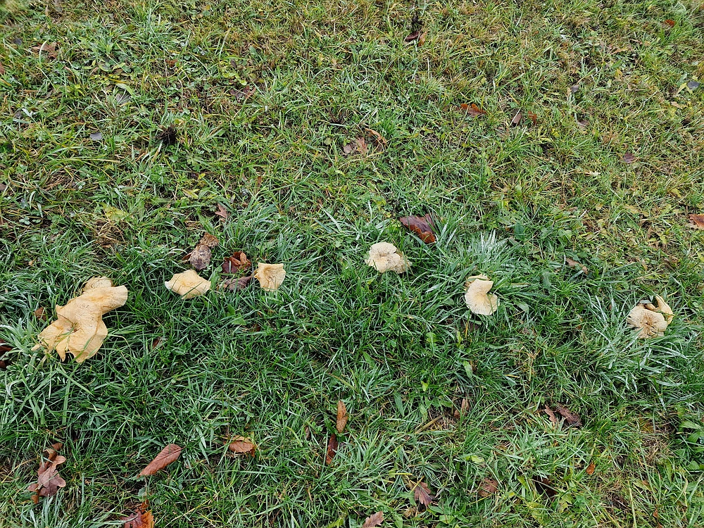 Ostrež, 7. 12. 2025