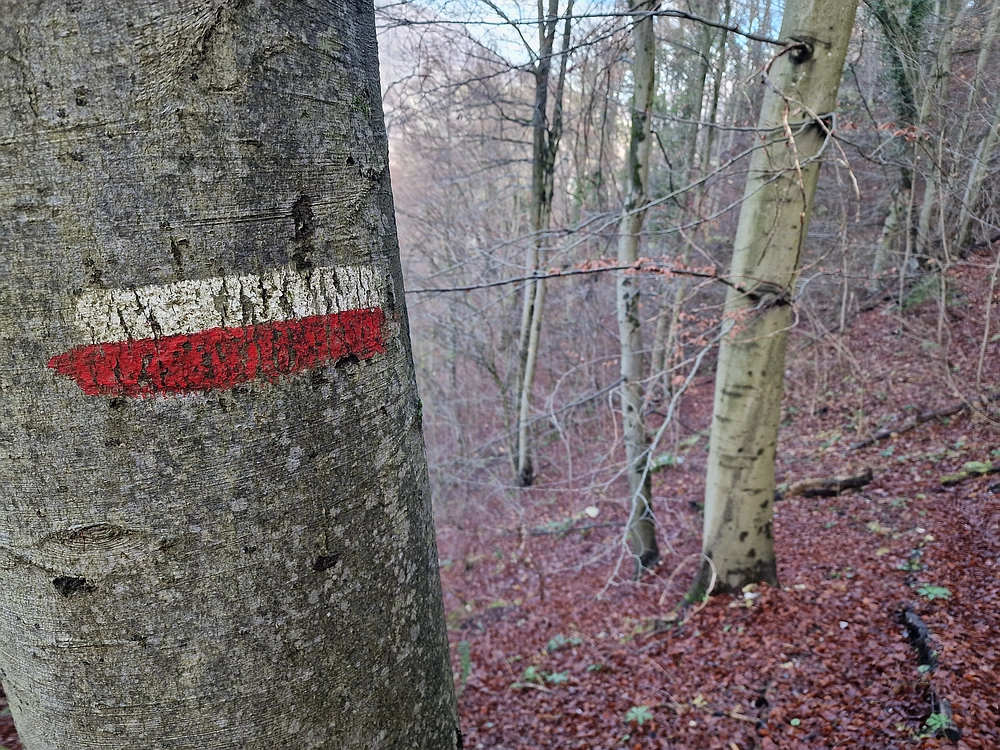 Ostrež, 7. 12. 2025