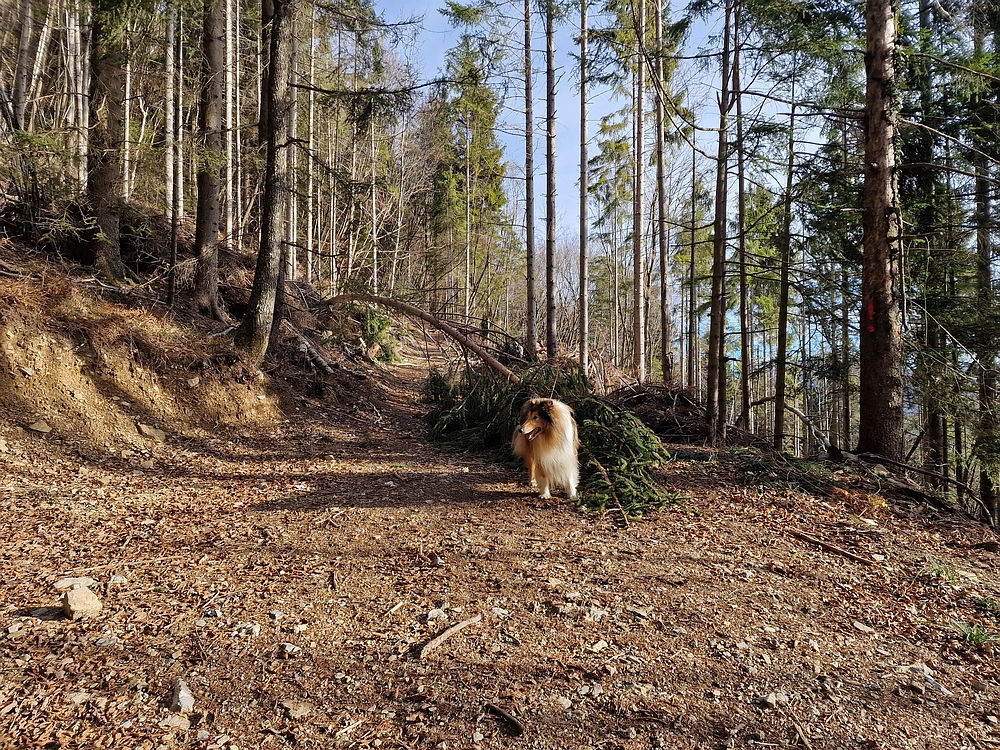 Razbor - Čemšeniška planina, 13. 12. 2025