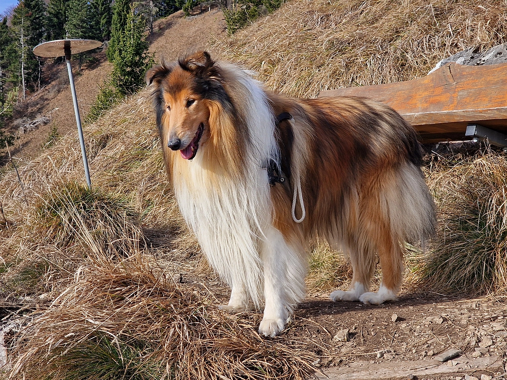 Razbor - Čemšeniška planina, 13. 12. 2025