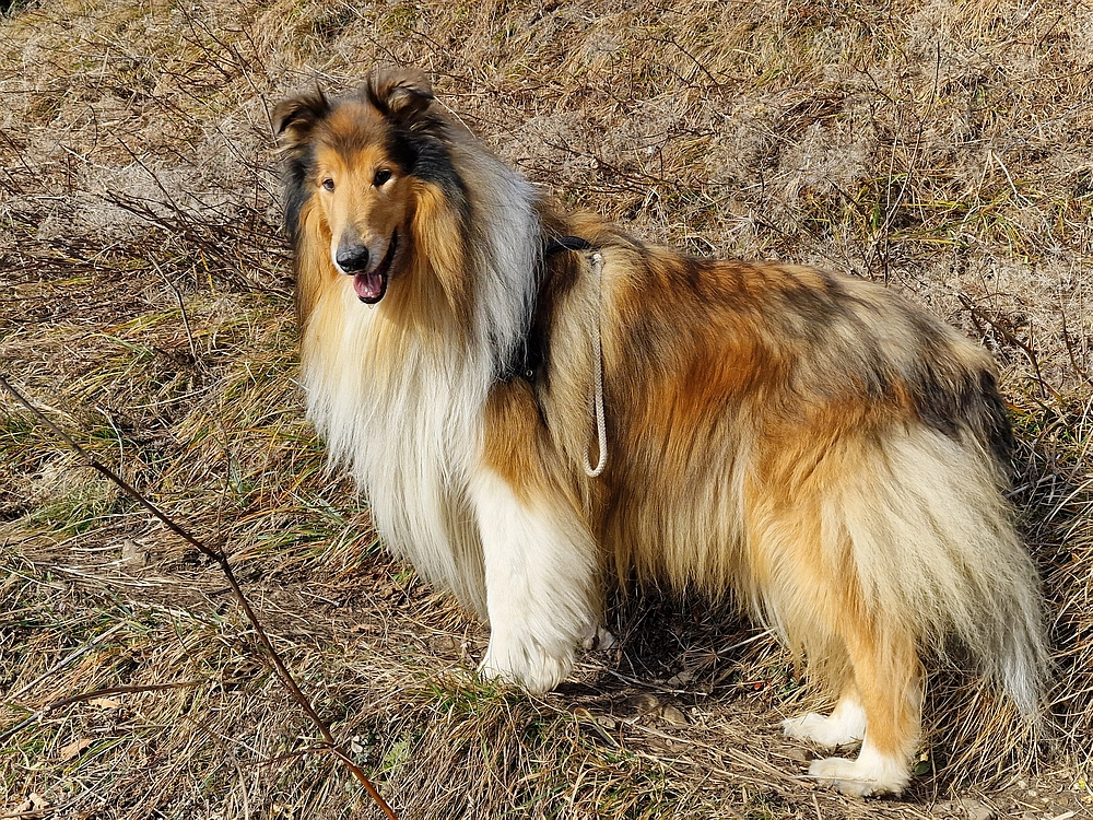 Razbor - Čemšeniška planina, 13. 12. 2025