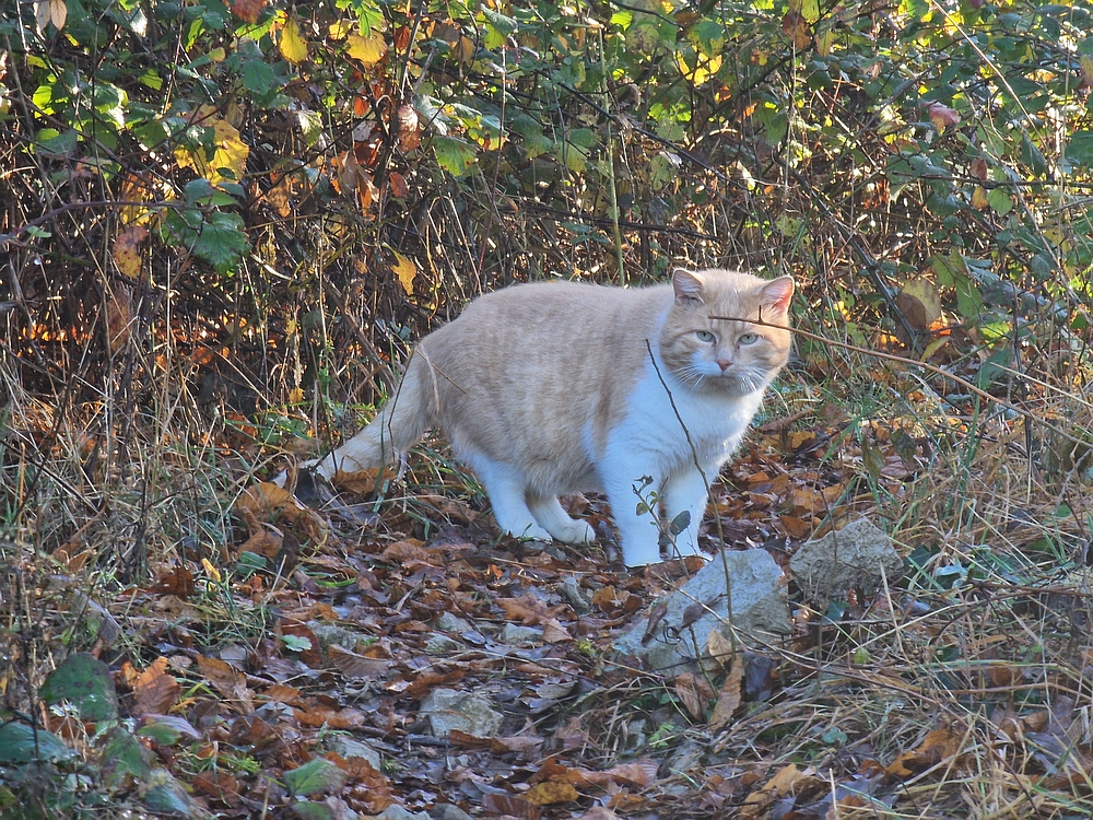 Slavnik, 20. 12. 2025