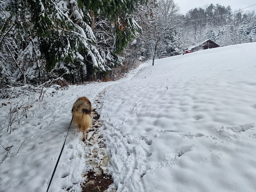 Mrzlica čez Zg. Čeče, 26. 12. 2025