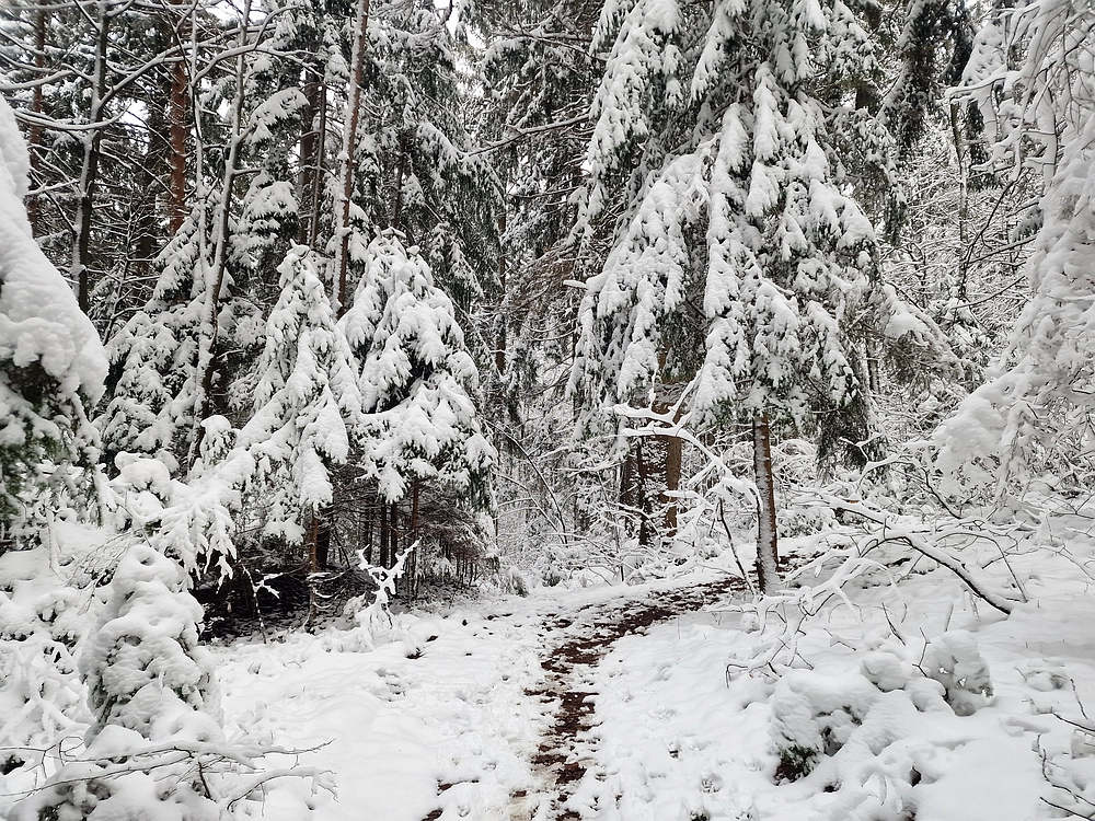 Mrzlica čez Zg. Čeče, 26. 12. 2025
