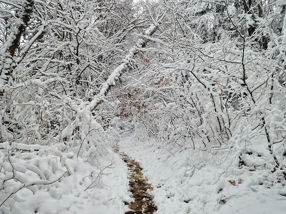 Mrzlica čez Zg. Čeče, 26. 12. 2025