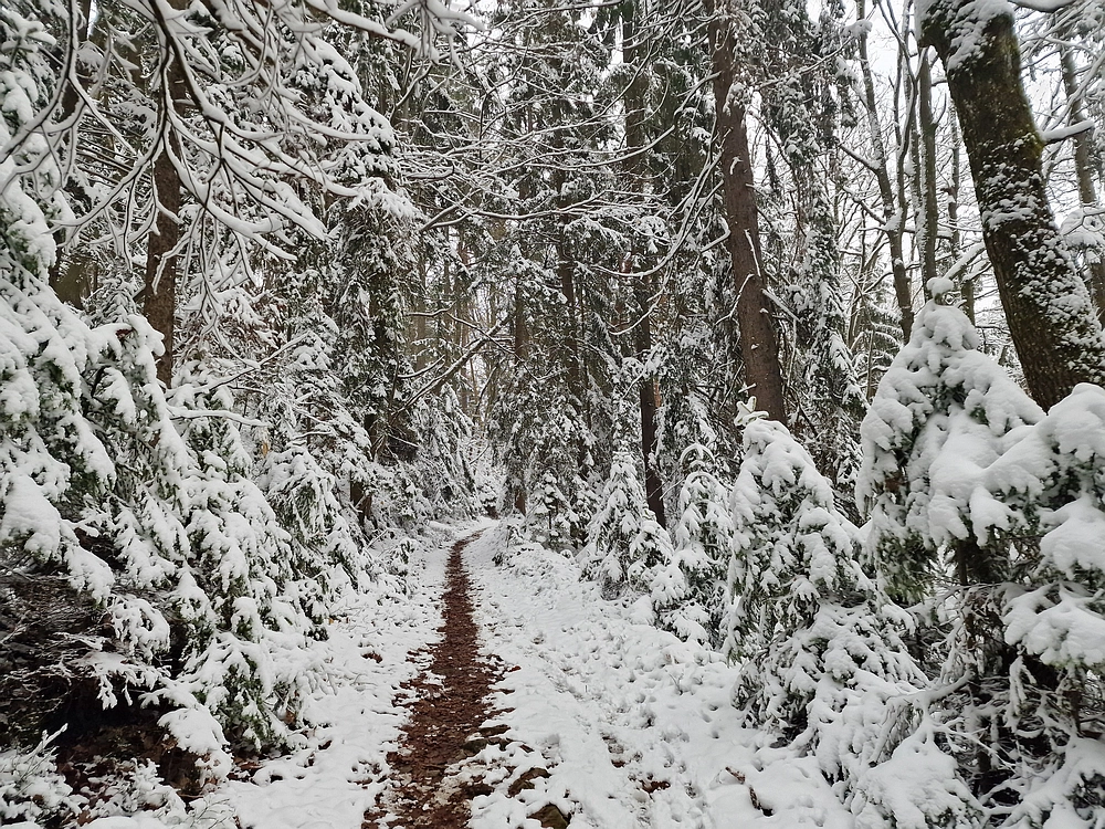 Mrzlica čez Zg. Čeče, 26. 12. 2025