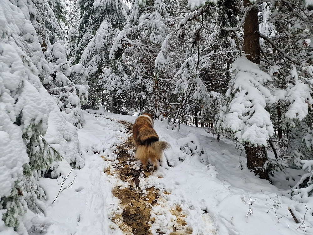 Mrzlica čez Zg. Čeče, 26. 12. 2025