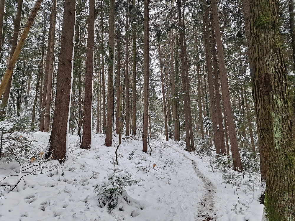 Mrzlica čez Zg. Čeče, 26. 12. 2025