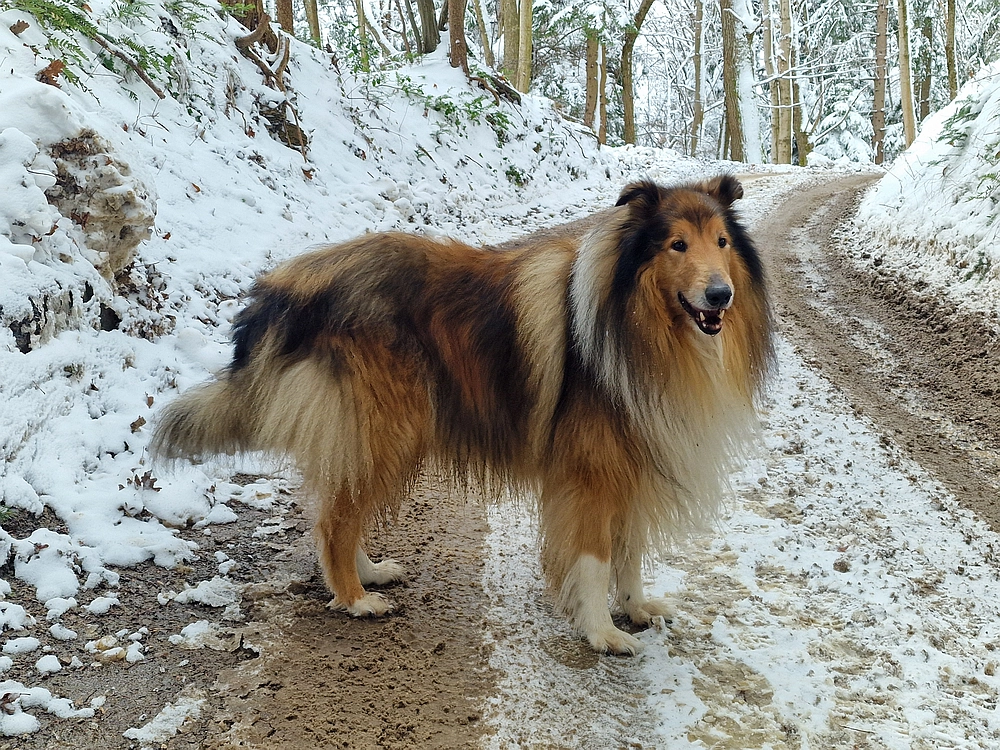 Mrzlica čez Zg. Čeče, 26. 12. 2025
