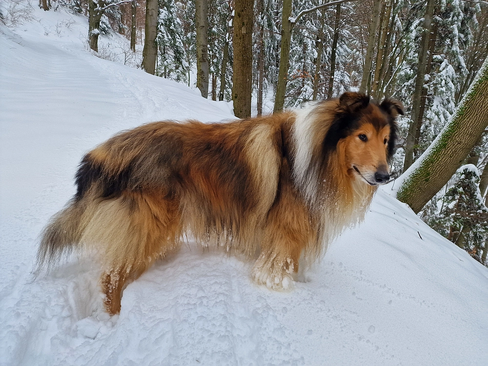 Mrzlica čez Zg. Čeče, 26. 12. 2025