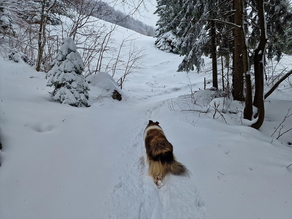 Mrzlica čez Zg. Čeče, 26. 12. 2025