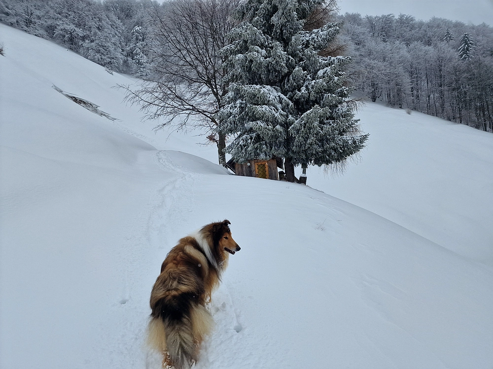 Mrzlica čez Zg. Čeče, 26. 12. 2025
